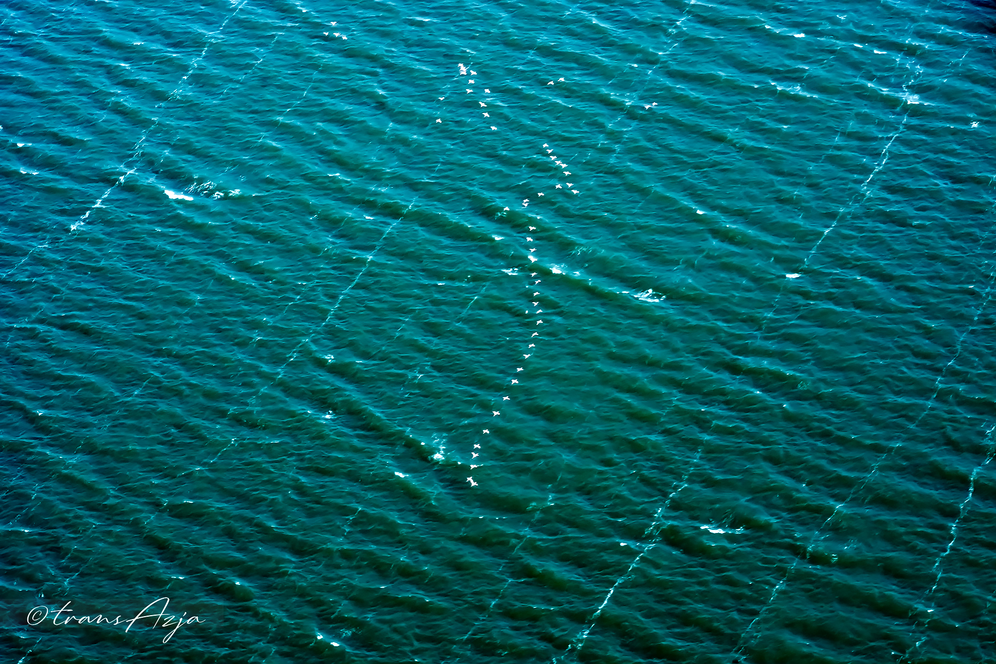 Wybrzeże Szkieletów